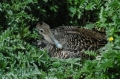 farne islands. bempton cliffs-31